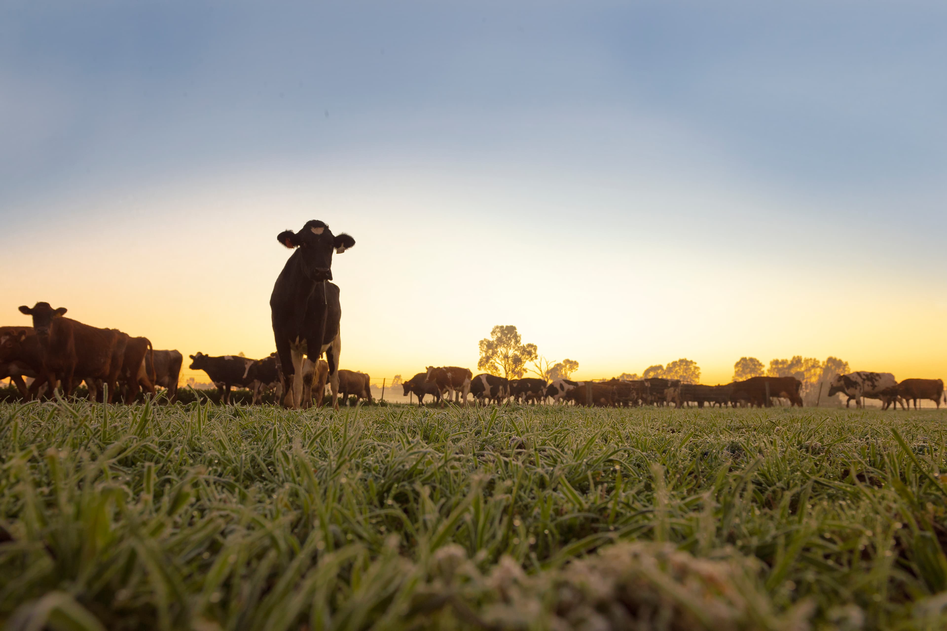 Milk Department dairy farm background